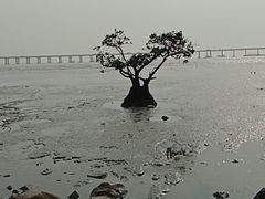 -宝安西湾红树林湿地公园