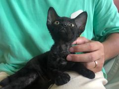 -山宅一喵德文卷毛猫舍