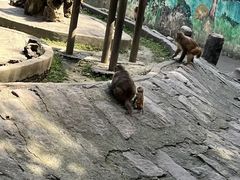 -成都动物园