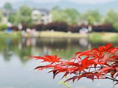 -石塘人家
