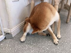 -Let's go狗咖·猫咖·奶狗·桌游(春熙路IFS店)