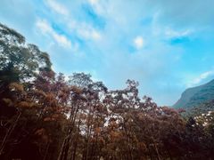 -深圳仙湖植物园