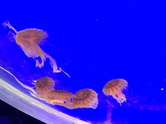 -上海海洋水族馆