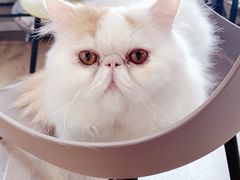 -东方名猫馆·英短金渐层布偶猫舍(环线广场1号楼店)