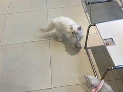 -怪兽屋·羊驼·猫咖·狗咖(俊华广场店)