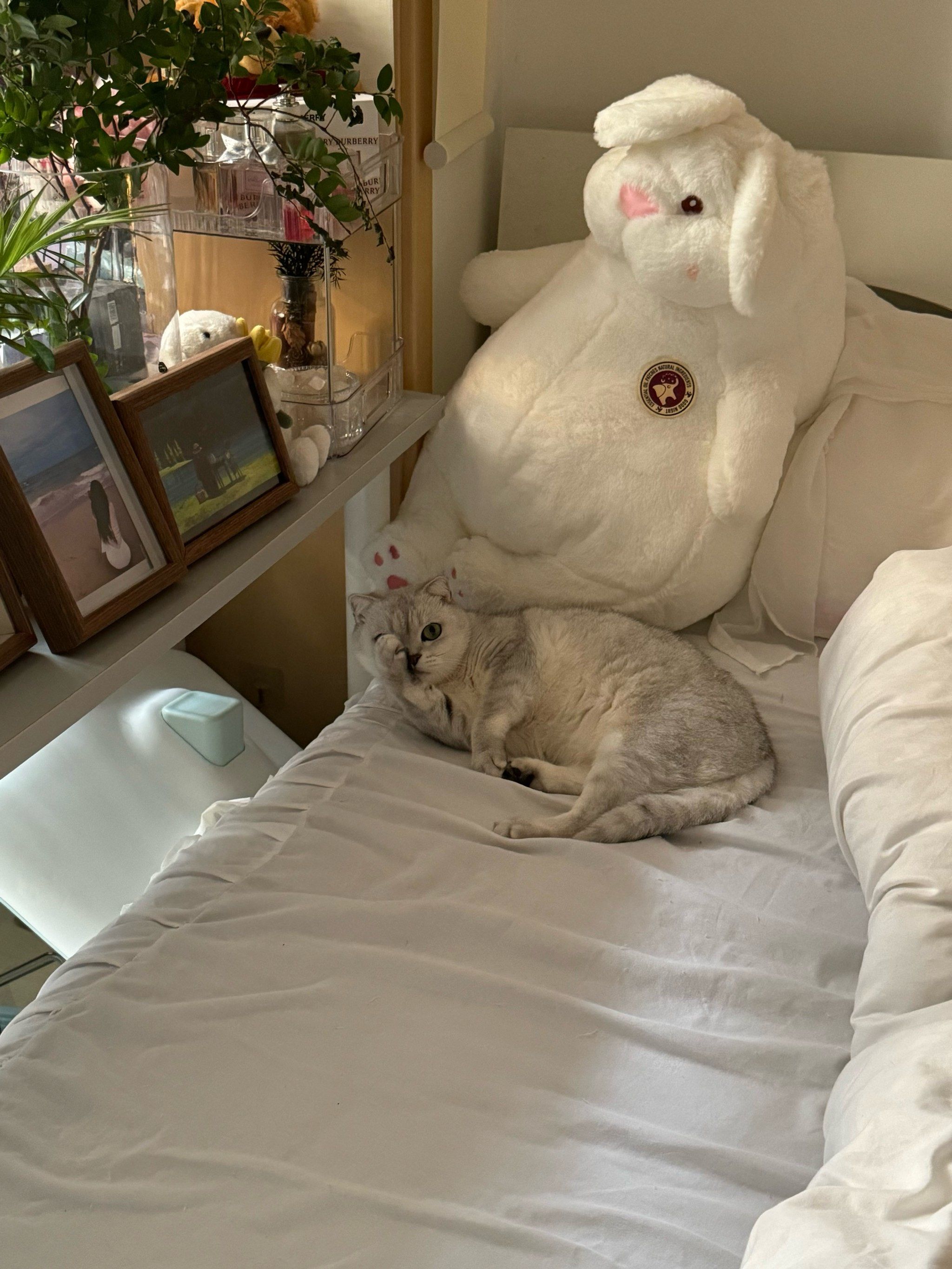 小猫咪