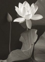 7ecc4096jw1e0y3jd0t05j-藏晶堂(丰盛里店)