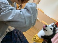 -Husky Go! 哈士奇体验馆·宠物咖啡厅狗咖