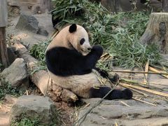 -都江堰中华大熊猫苑
