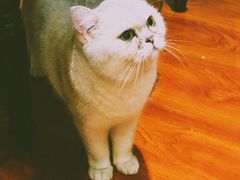 -猫小院猫主题咖啡厅(北锣店)