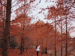 -上海海湾国家森林公园