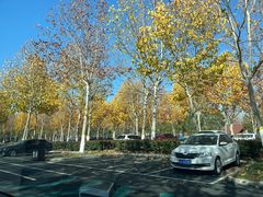 -合肥滨湖国家森林公园