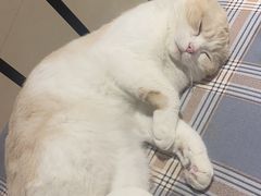 -藏猫猫咖啡主题馆(中央大道店)