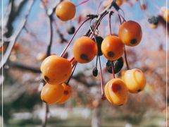 -永定河休闲森林公园