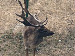-合肥野生动物园