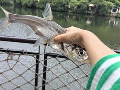 -芳草地度假酒店·野炉中餐厅