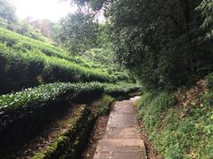 -西湖风景区十里琅珰-五云山
