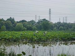 -上海长兴岛郊野公园