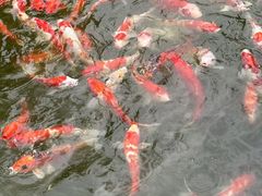 -雅苑中餐厅