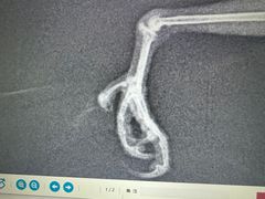 -爱侣宠医·鹦鹉专科·小型哺乳类·异宠专科(灵石路店)