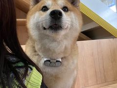 -是阿柴呀！柴犬咖啡·爱喵喵猫咖