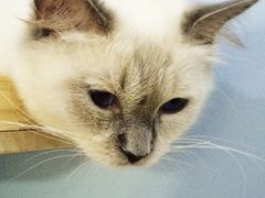 -喵的天空名猫咖啡馆·撸猫·猫舍·用品
