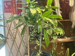 -双季花艺园艺市场(浦东店)