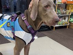 -爱妮康宠物医院·干细胞免疫细胞·肿瘤·心脏(张江店)