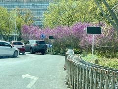 -上海中医药大学附属曙光医院(东部)