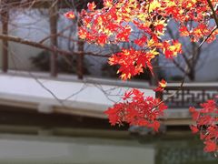 -秋霞圃