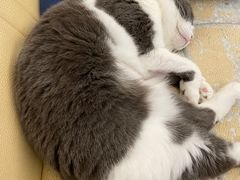 -爱诺耐芙动物医院(万博店)