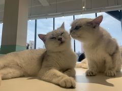 -怪兽屋·羊驼·猫咖·狗咖(俊华广场店)