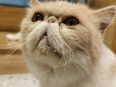 -滚猫咖啡·猫咖·猫友好撸猫(未来城店)
