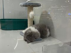 -1013 PET SHOP精品宠物商店(丁香店)