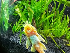 -上海海洋水族馆