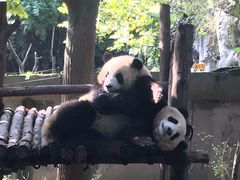景点-成都大熊猫繁育研究基地