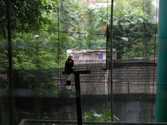 -吉隆坡雀鸟公园