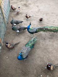 -萌宠亲子动物乐园(槐房万达店)