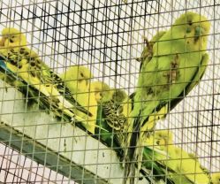 -萌宠亲子动物乐园(槐房万达店)