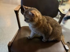 -猫爪屋猫咖(乐汇城店)