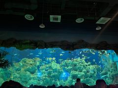 -芜湖新华联大白鲸海洋公园