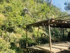 -西双版纳原始森林公园