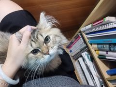 -瑞派·关忠动物医院·异宠专科·犬猫肿瘤·皮肤专科(望京店)