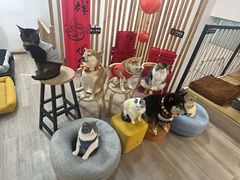 -柴迷FANS CLUB·柴犬狗咖·猫咖