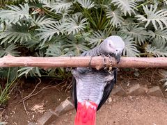 -南宫五洲植物乐园