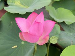 -莲花池公园