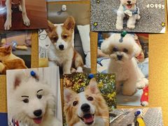 -翊宠yipet猫狗购宠庄园犬舍•猫舍