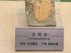 -国家自然博物馆