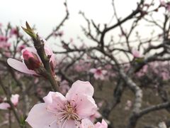 -南汇桃花村