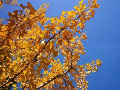 -遵化市禅林寺古银杏风景园